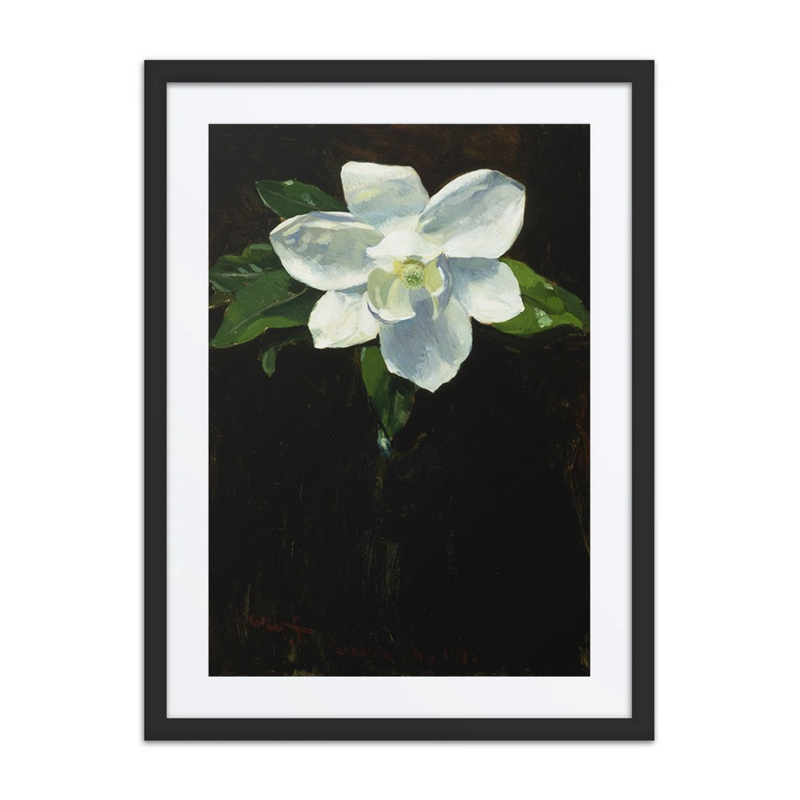 Magnolia