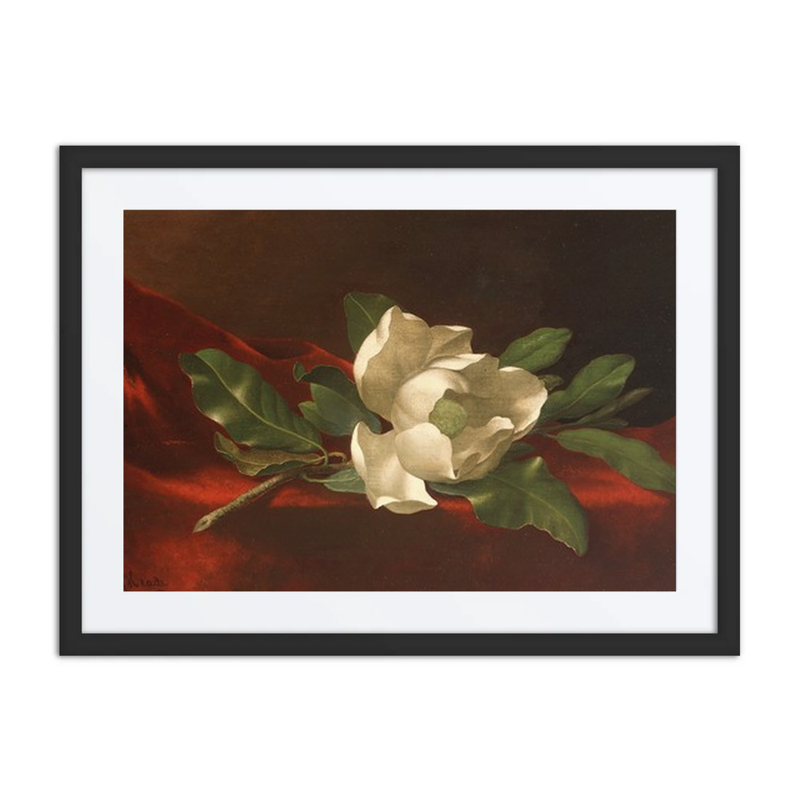 Magnolia