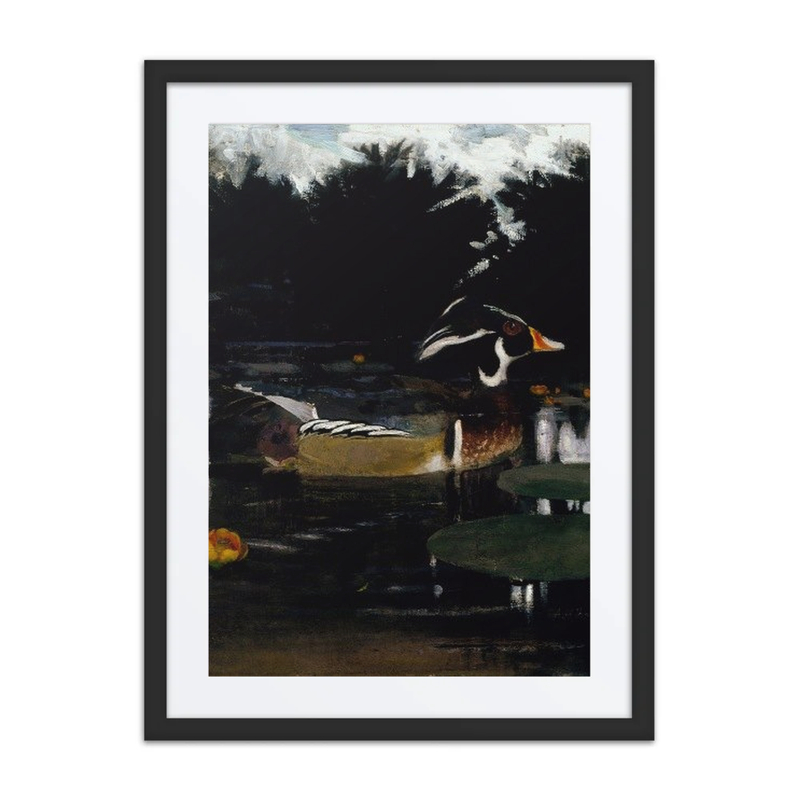 Male Wood Duck in a Forest Pool, Study for Concealing Coloration in the Animal Kingdom