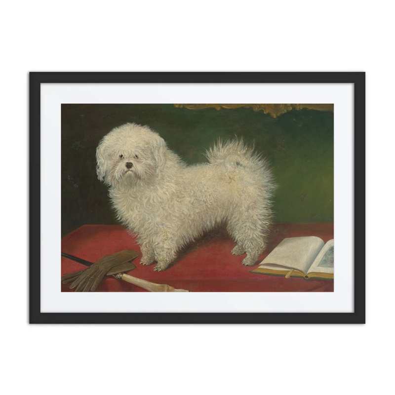 Maltese Dog on Red Tablecloth