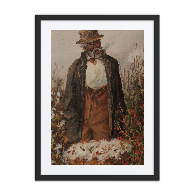 Man in Cotton Field