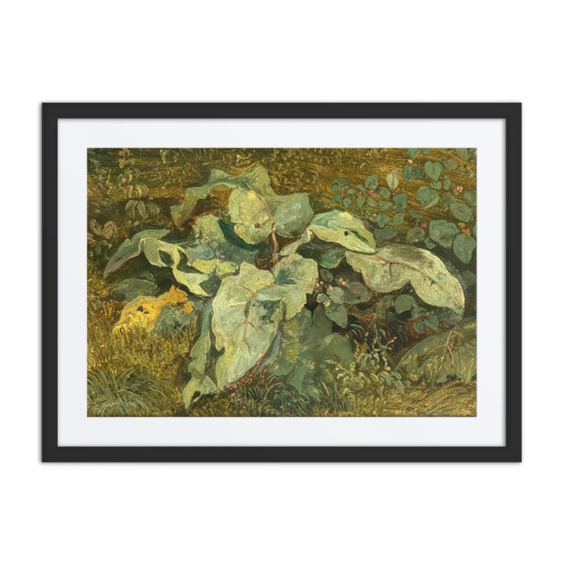 Meadow Plants