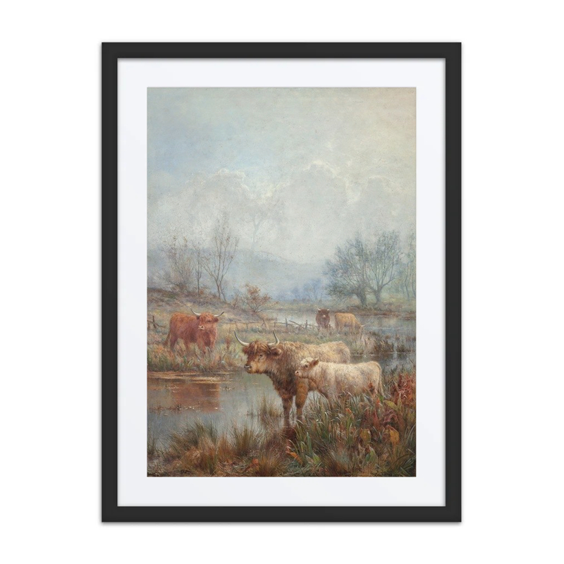 Misty Morning, Scottish Cattle