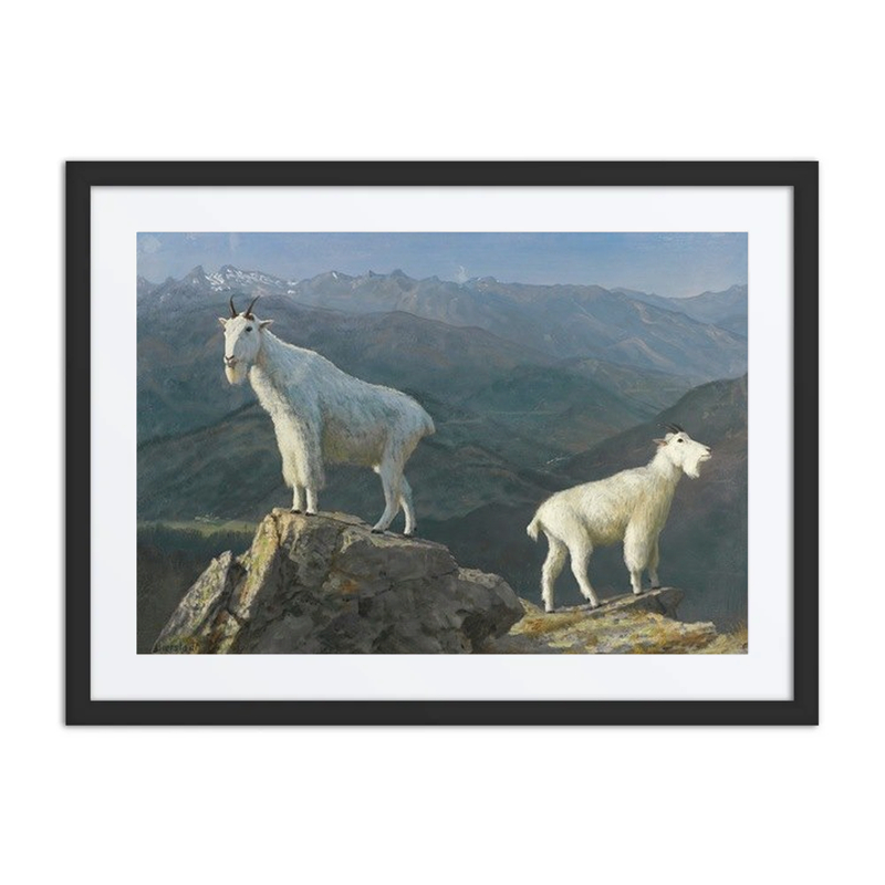 Mountain Goats