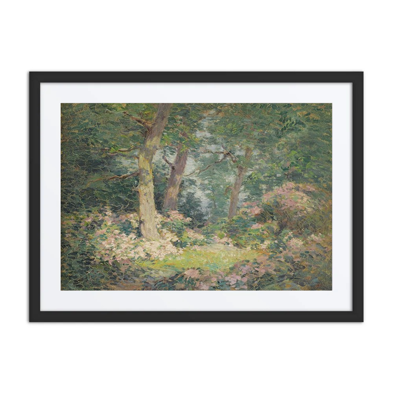 Mountain Laurel