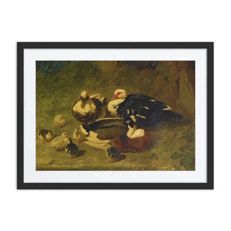 Muscovy Ducks and Ducklings