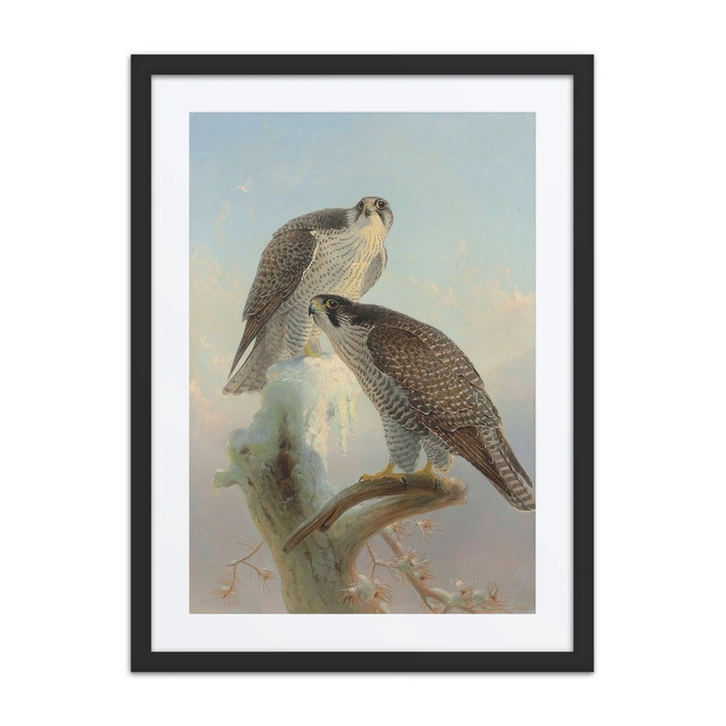 Norwegian Gyrfalcons