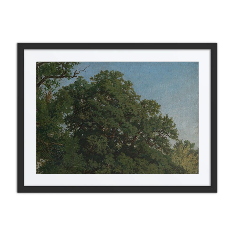 Oak Crowns