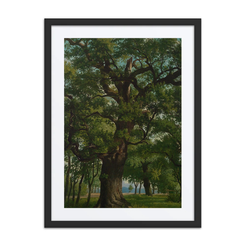 Oak Tree