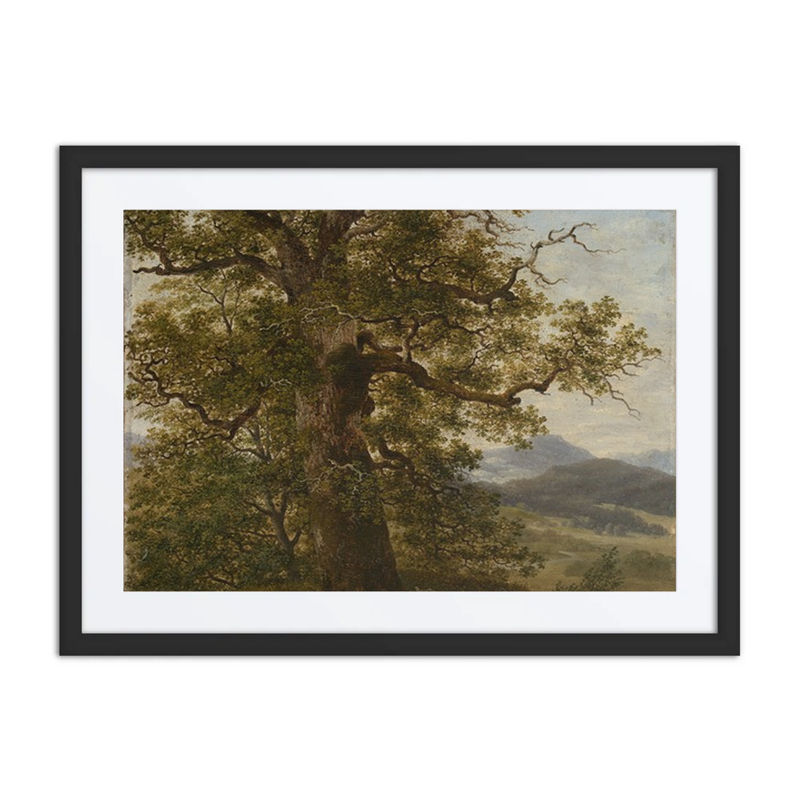 Oak Tree in Landscape