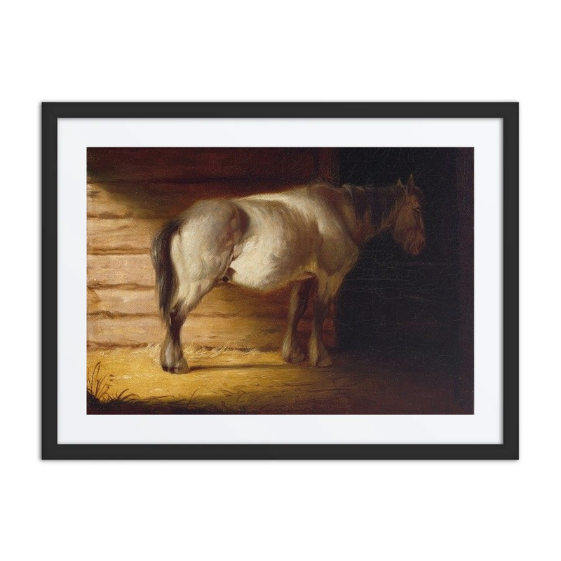 Old Field Horse