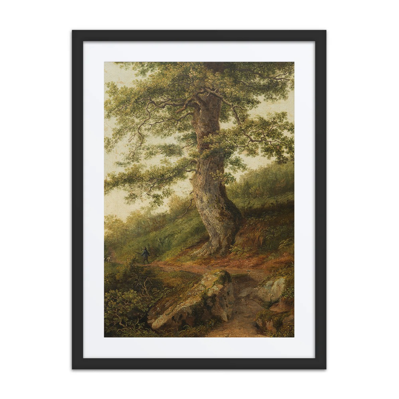 Old Olive Tree Near Camaldoli