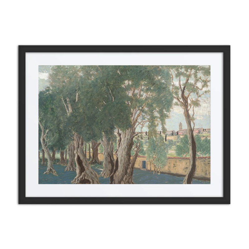 Olive Grove