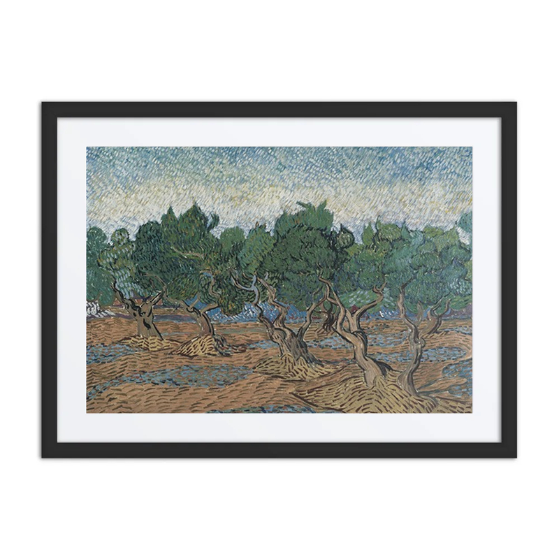 Olive Grove