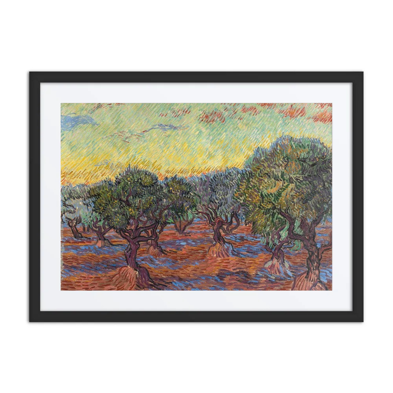 Olive Grove