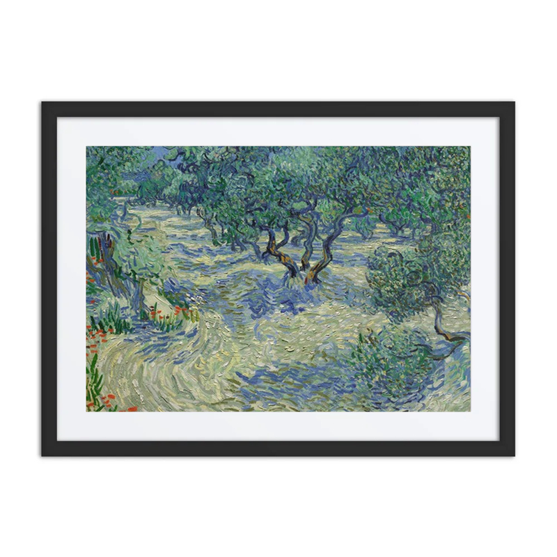 Olive Orchard