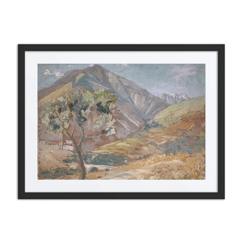 Olive Tree in Corsican Mountains
