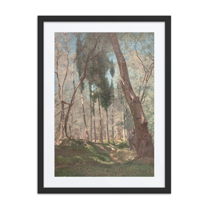 Olive Trees at Menton