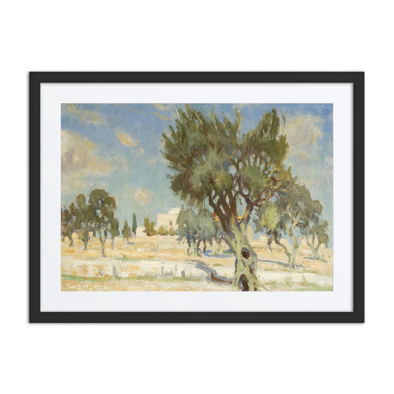 Olive Trees Near Jerusalem