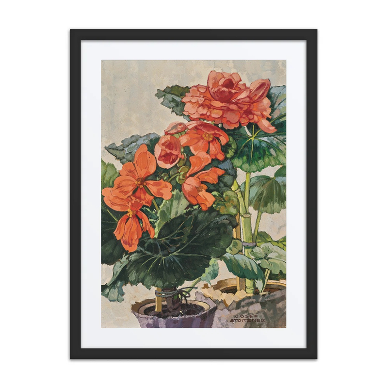 Orange Begonias