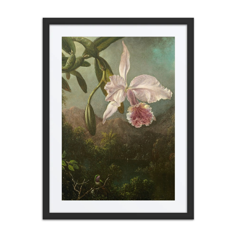 Orchid Blossoms