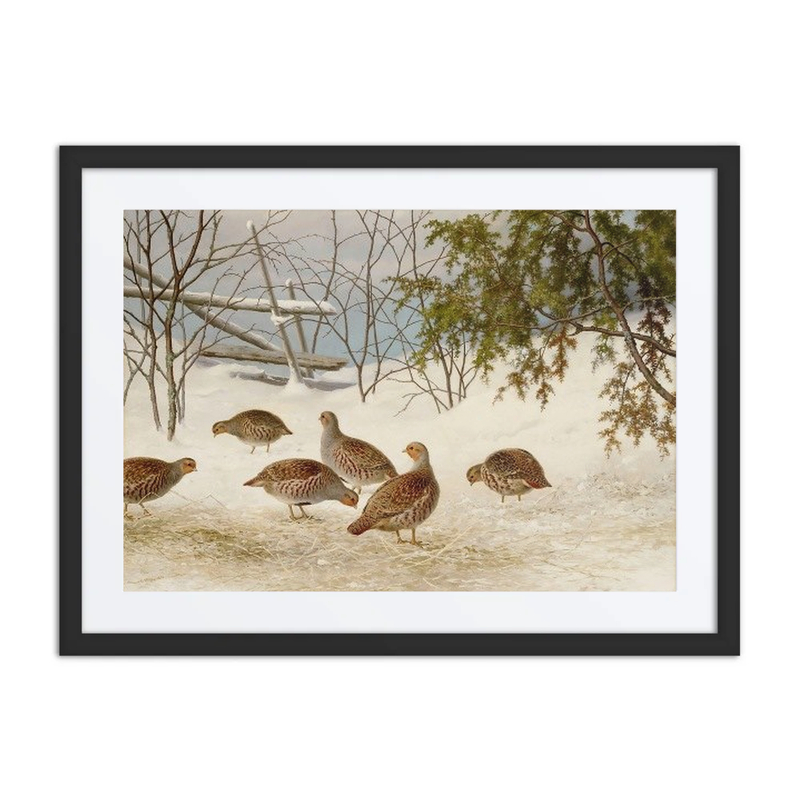 Partridges in Snow