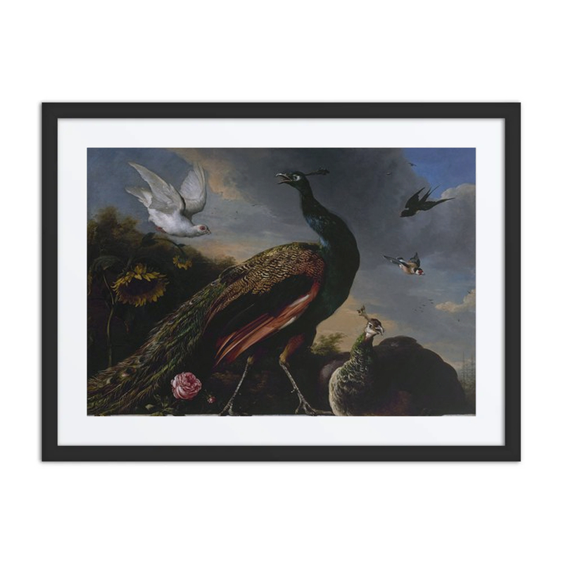 Peacocks and Birds