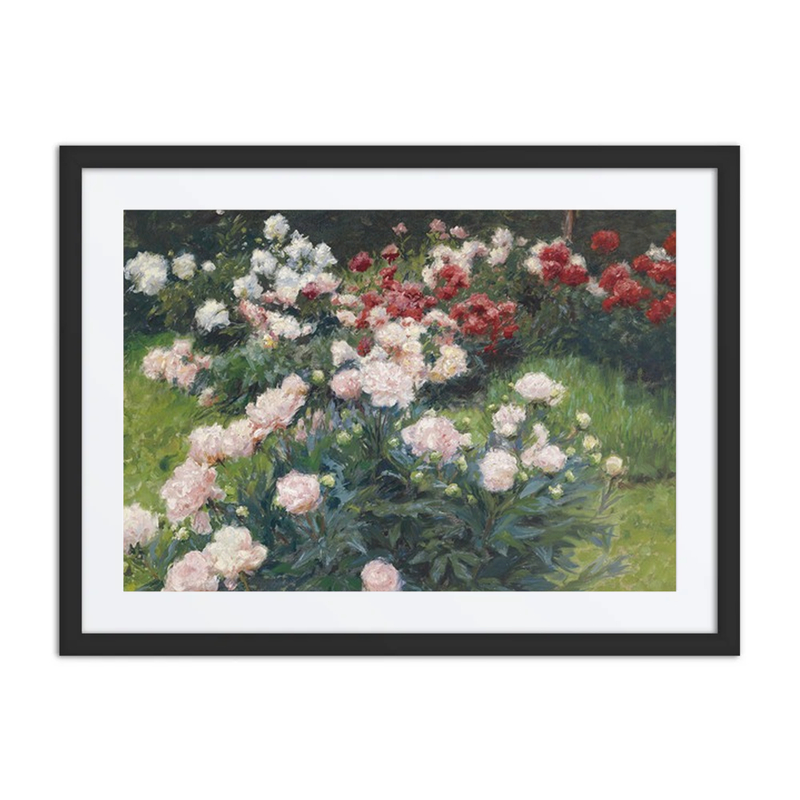 Pfingstrosen (Peonies)