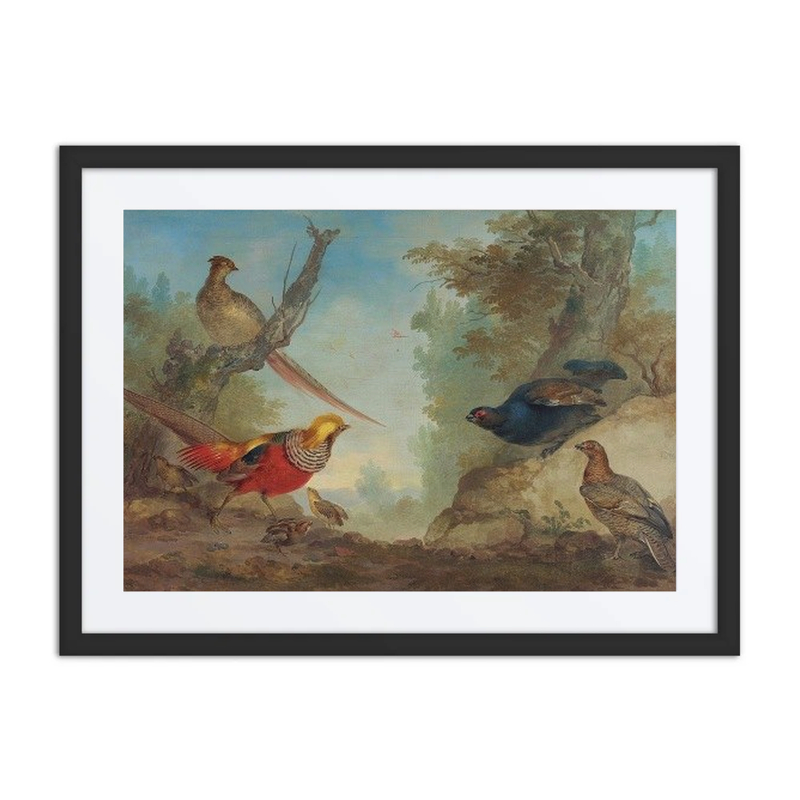 Pheasants in Nature