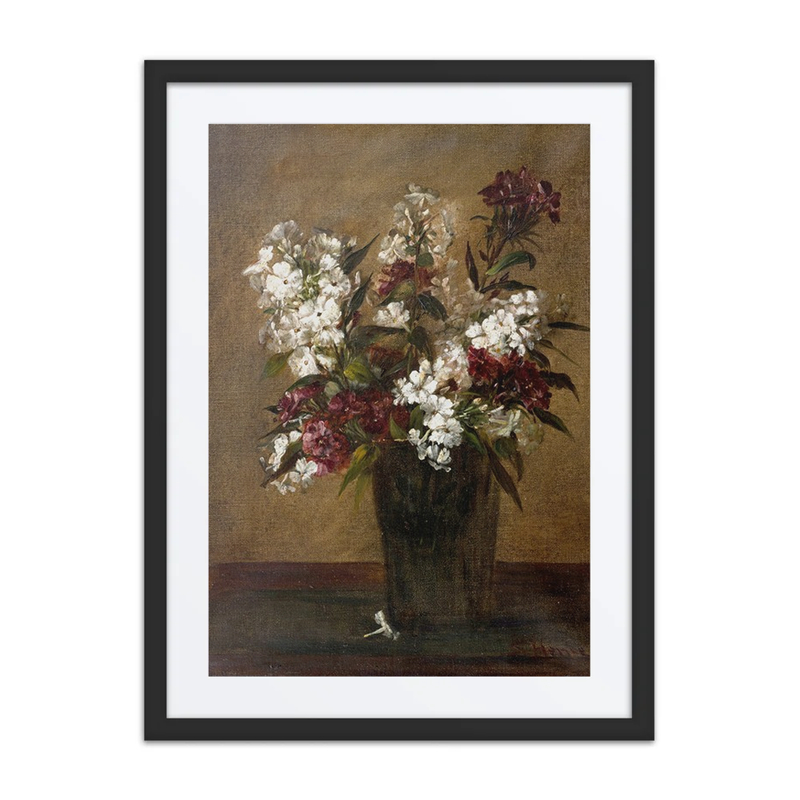 Phlox