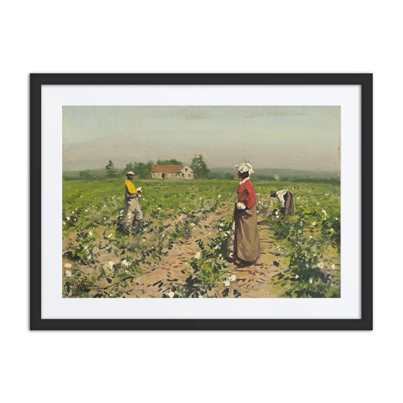 Picking Cotton
