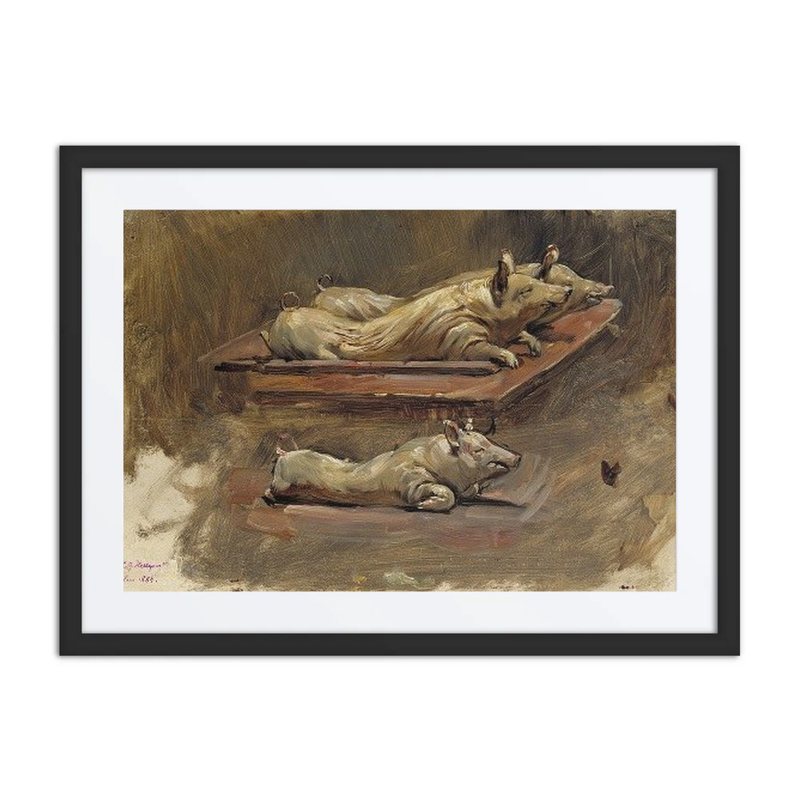 Pigs. Study for During Fasting Time