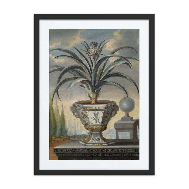 Pineapple Plant