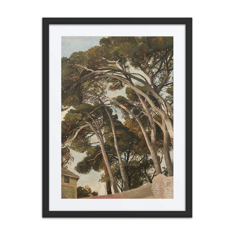 Pinienstudie (Pine Study)