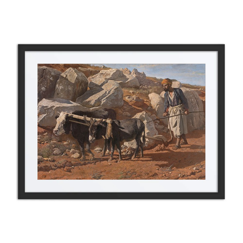 Plough Ox and Mule with Fellah