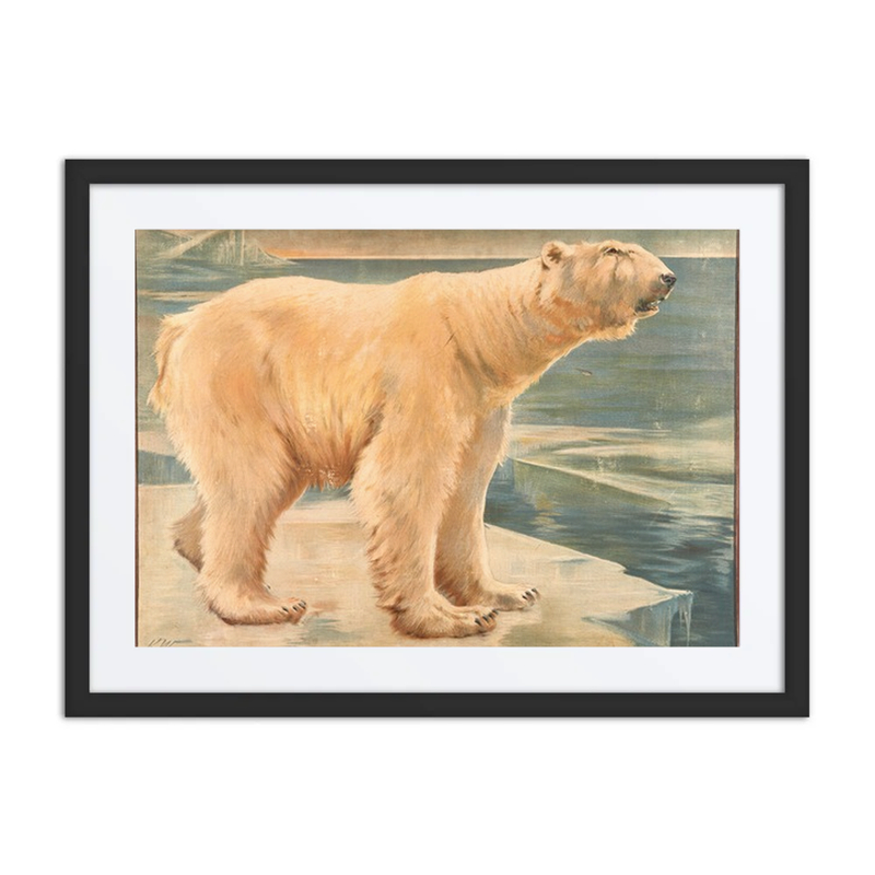 Polar Bear