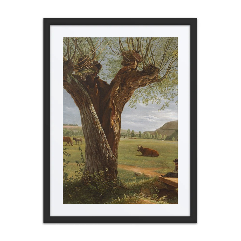 Pollard Willow