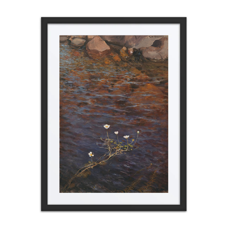 Pond Water Crowfoot