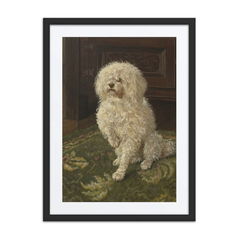 Poodle on a Green Carpet