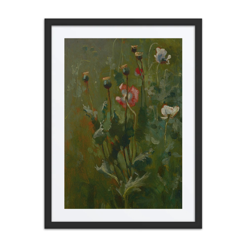 Poppies in Bloom