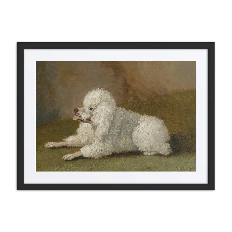 Portrait of a Poodle