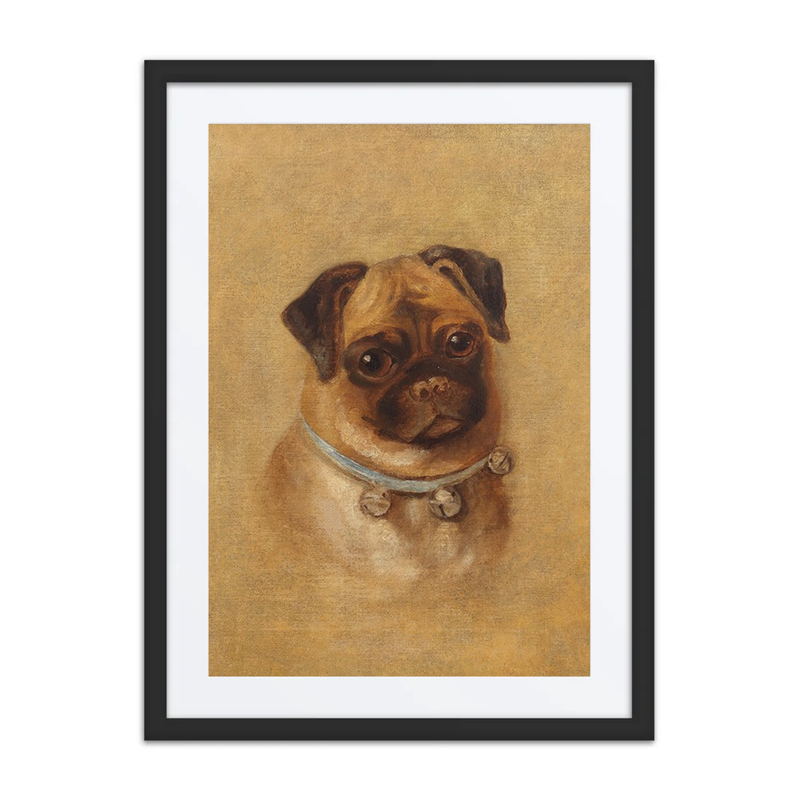 Portrait of a Pug