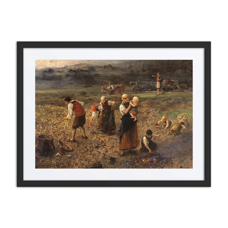 Potato Harvest