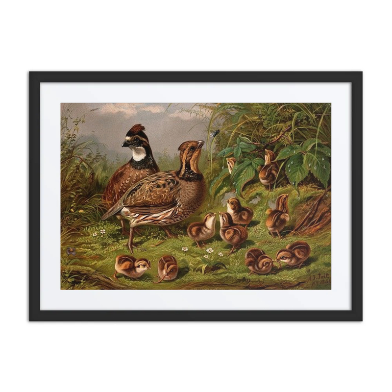Quail