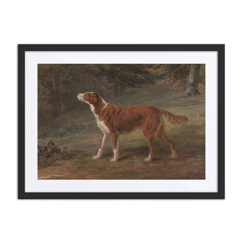 Ranger, a Setter