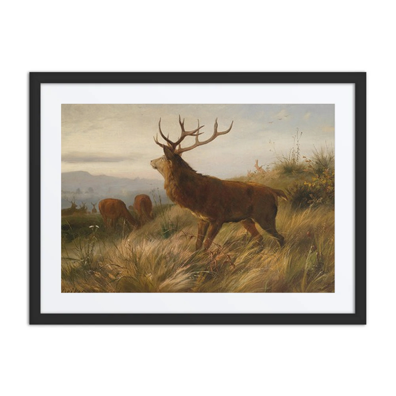 Red Deer Herd
