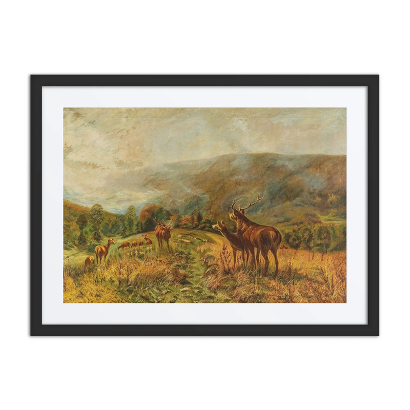 Red Deer Herd