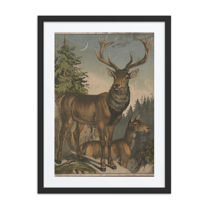 Red Deer in a Forest Landscape