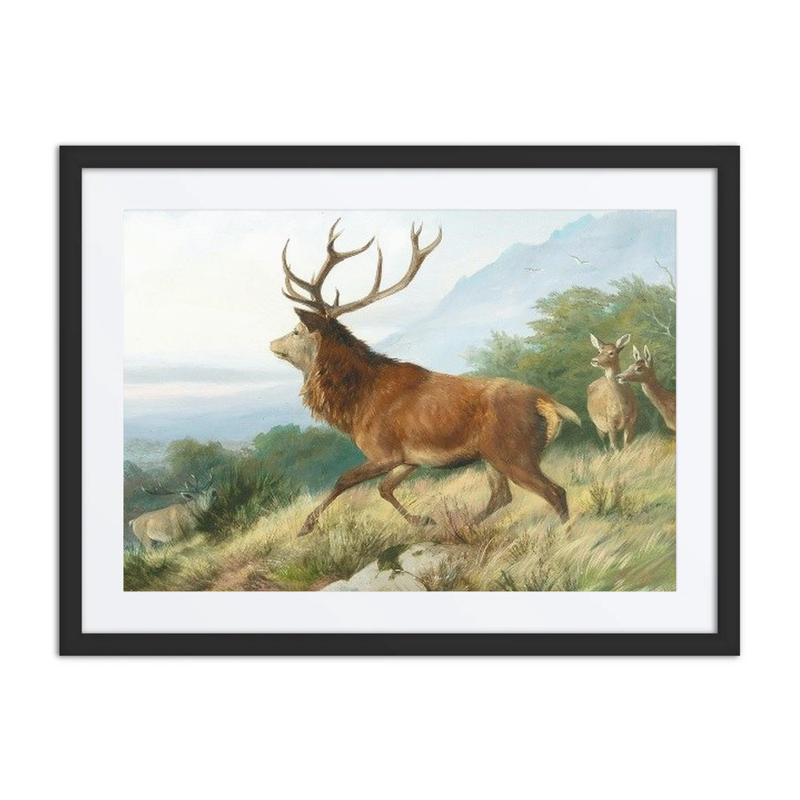 Red Deer in the Rutting Season