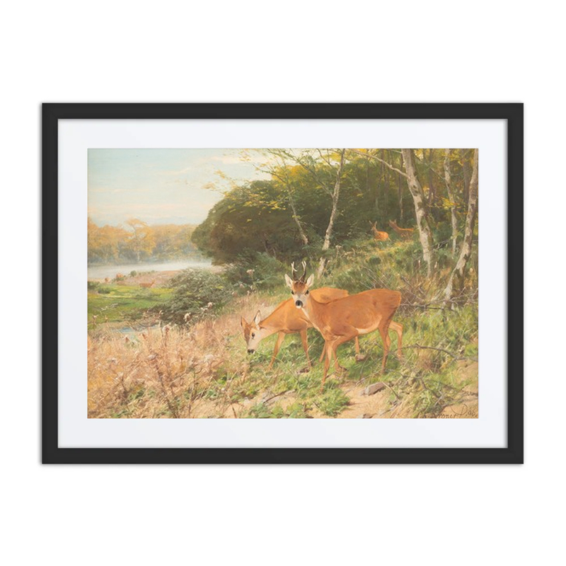 Red Deer on a Forest Clearing